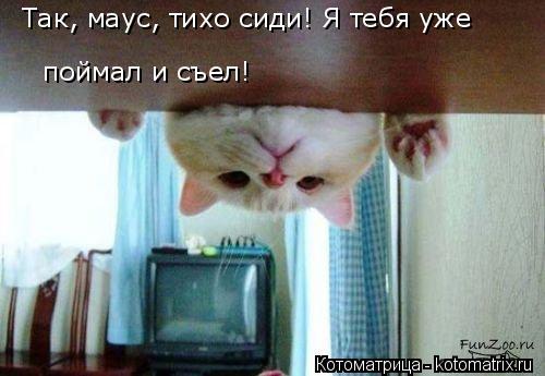 Котоматрица: Так, маус, тихо сиди! Я тебя уже  поймал и съел!