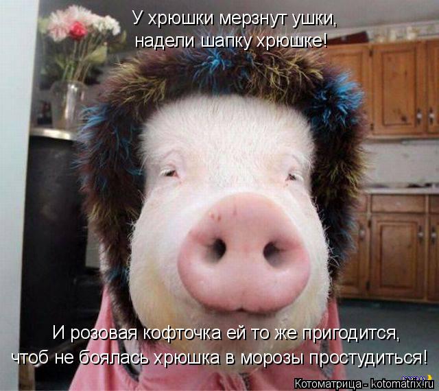 Котоматрица: У хрюшки мерзнут ушки, надели шапку хрюшке! И розовая кофточка ей то же пригодится, чтоб не боялась хрюшка в морозы простудиться!