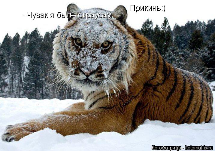 Котоматрица: - Чувак я был– страусам. Прикинь:) Прикинь:)