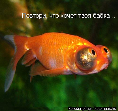 Котоматрица: Повтори, что хочет твоя бабка…
