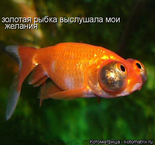 Котоматрица: золотая рыбка выслушала мои  желания