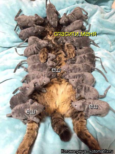 еш еш еш еш спасити меня... Котоматрица: еш еш еш еш спасити меня