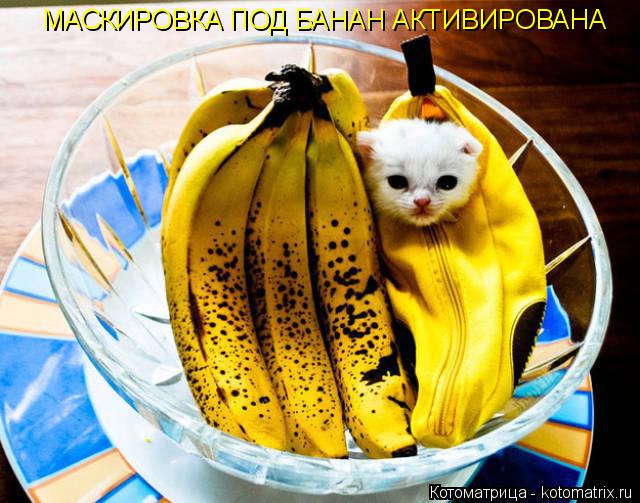 Котоматрица: МАСКИРОВКА ПОД БАНАН АКТИВИРОВАНА