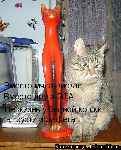 Котоматрица: Вместо мяса-вискас, Вместо друга-ЭТА. Не жизнь у бедной кошки, а грусти эстафета.