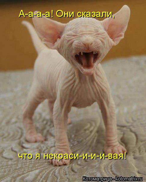 Котоматрица: что я некраси-и-и-и-вая! А-а-а-а! Они сказали,