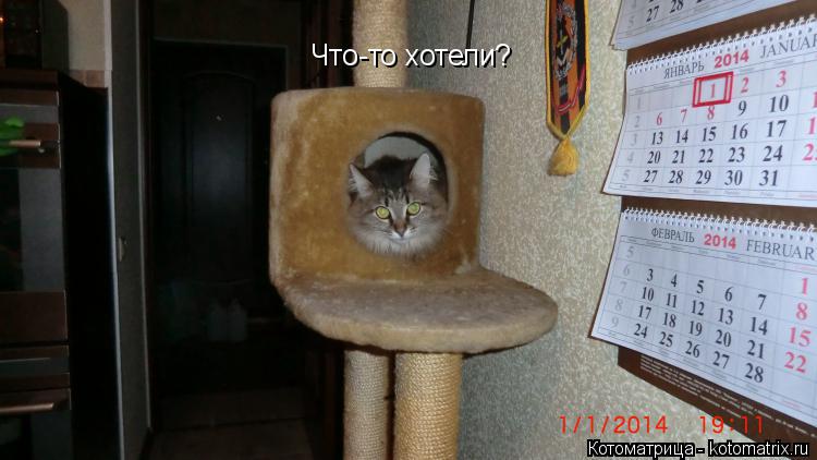 Что-то хотели?... Котоматрица: Что-то хотели?