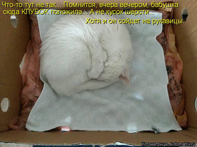 Котоматрица: Что-то тут не так... Помнится, вчера вечером, бабушка сюда КЛУБОК положила... А не кусок шерсти... Хотя и он сойдет на рукавицы.