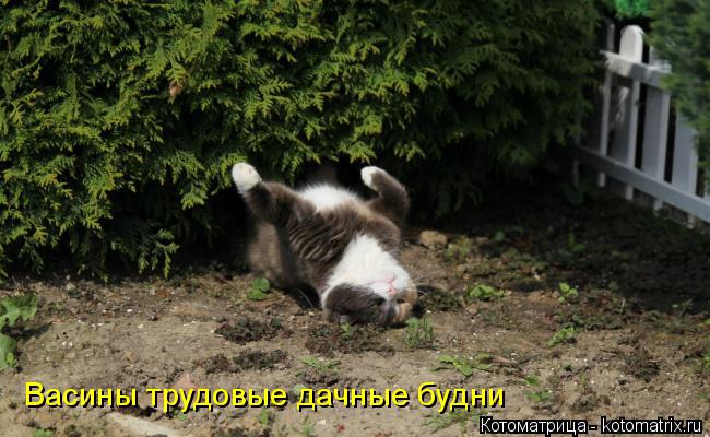 Васины трудовые дачные будни... Котоматрица: Васины трудовые дачные будни
