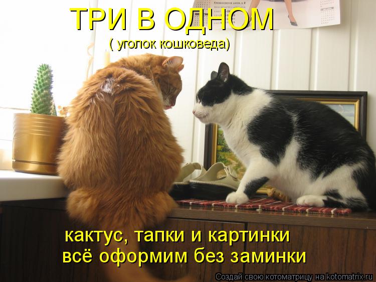 Котоматрица: ТРИ В ОДНОМ ( уголок кошковеда) всё оформим без заминки кактус, тапки и картинки