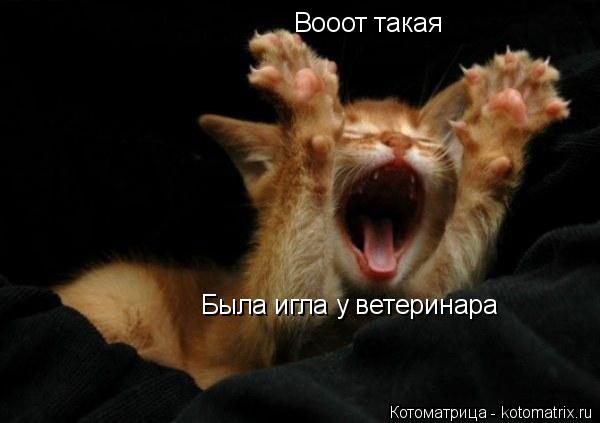 Вооот такая Была игла у ветеринара... Котоматрица: Вооот такая Была игла у ветеринара