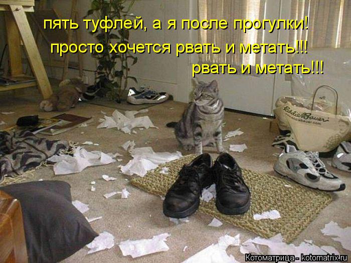 Котоматрица: просто хочется рвать и метать!!! рвать и метать!!! пять туфлей, а я после прогулки!