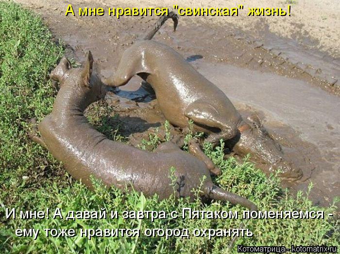 Котоматрица: ему тоже нравится огород охранять И мне! А давай и завтра с Пятаком поменяемся - А мне нравится "свинская" жизнь!