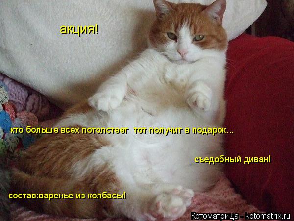 Котоматрица: акция! кто больше всех потолстеет  тот получит в подарок... съедобный диван! состав:варенье из колбасы!