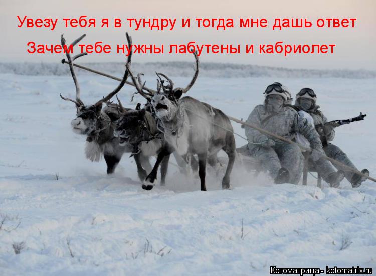 Котоматрица: Увезу тебя я в тундру и тогда мне дашь ответ   Зачем тебе нужны лабутены и кабриолет