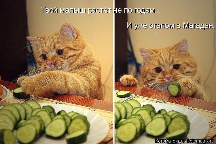 Котоматрица: Твой малыш растёт не по годам...    И уже этапом в Магадан.