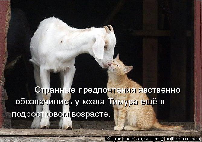 обозначились у козла Тимура ещё в подростковом возрасте. Странные предпочтения явственно... Котоматрица: обозначились у козла Тимура ещё в подростковом возрасте. Странные предпочтения явственно