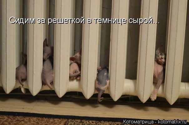 Котоматрица: Сидим за решеткой в темнице сырой…