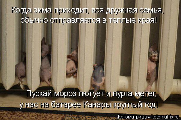 обычно отправляется в теплые края! Когда зима приходит, вся дружная семья, Пускай мороз лютует и пург... Котоматрица: обычно отправляется в теплые края! Когда зима приходит, вся дружная семья, Пускай мороз лютует и пурга метет, у нас на батарее Канары круглы