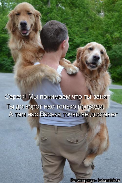 Сереж! Мы понимаем,что ты занят. Ты до ворот нас только проводи, А там нас Васька точно не достанет.... Котоматрица: Сереж! Мы понимаем,что ты занят. Ты до ворот нас только проводи, А там нас Васька точно не достанет.