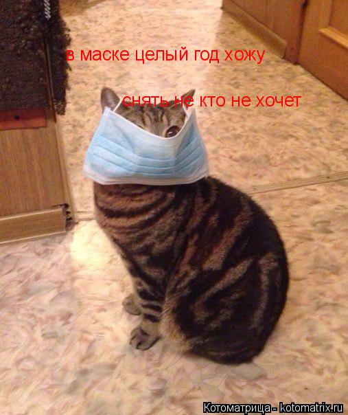 Котоматрица: в маске целый год хожу в маске целый год хож снять не кто не хочет