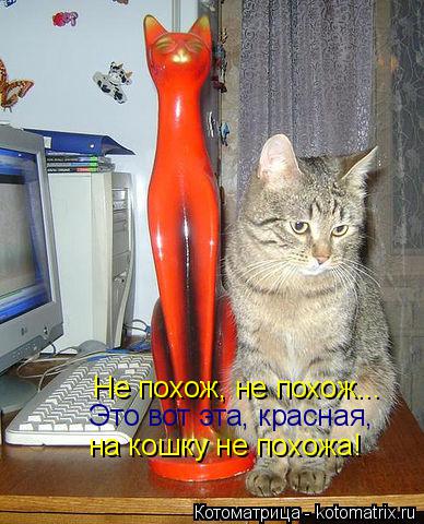 Котоматрица: Не похож, не похож... Это вот эта, красная, на кошку не похожа!