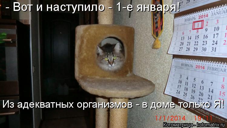 - Вот и наступило - 1-е января! Из адекватных организмов - в доме только Я!... Котоматрица: - Вот и наступило - 1-е января! Из адекватных организмов - в доме только Я!