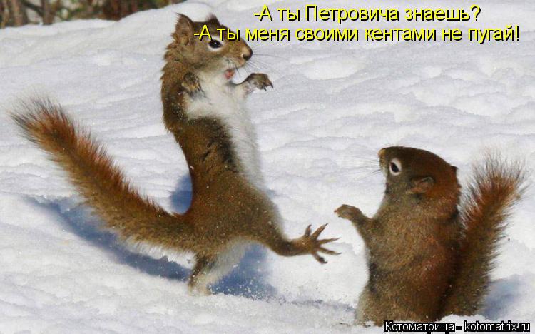 Котоматрица: -А ты Петровича знаешь? -А ты меня своими кентами не пугай!
