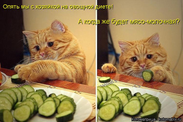 Котоматрица: Опять мы с хозяйкой на овощной диете!  А когда же будет мясо-молочная?