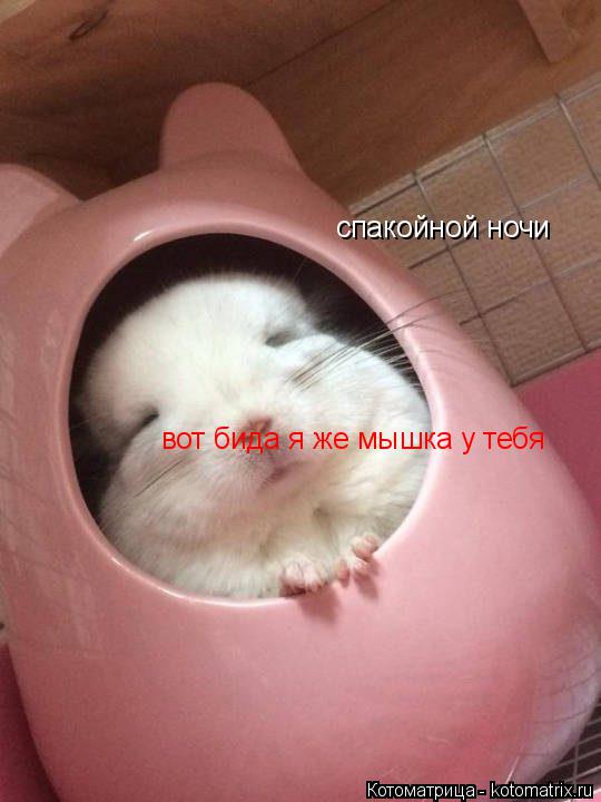 Котоматрица: спакойной ночи вот бида я же мышка у тебя