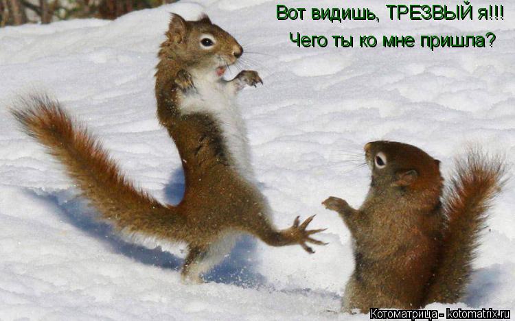 Котоматрица: Вот видишь, ТРЕЗВЫЙ я!!! Чего ты ко мне пришла?