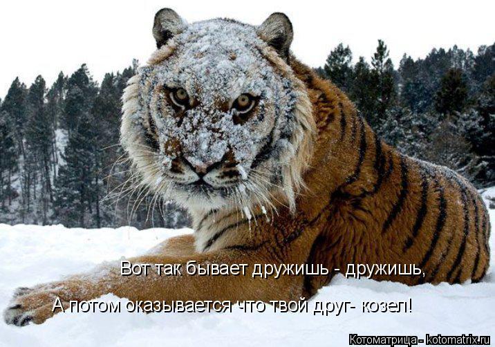 Котоматрица: Вот так бывает дружишь - дружишь, А потом оказывается что твой друг- козел!