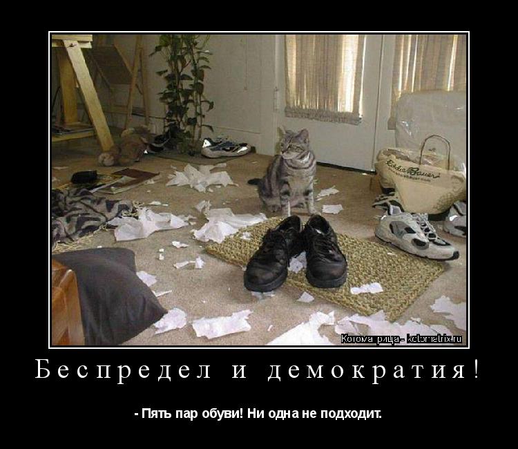 Котоматрица: Беспредел и демократия! - Пять пар обуви! Ни одна не подходит.
