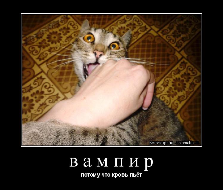 Котоматрица: вампир потому что кровь пьёт