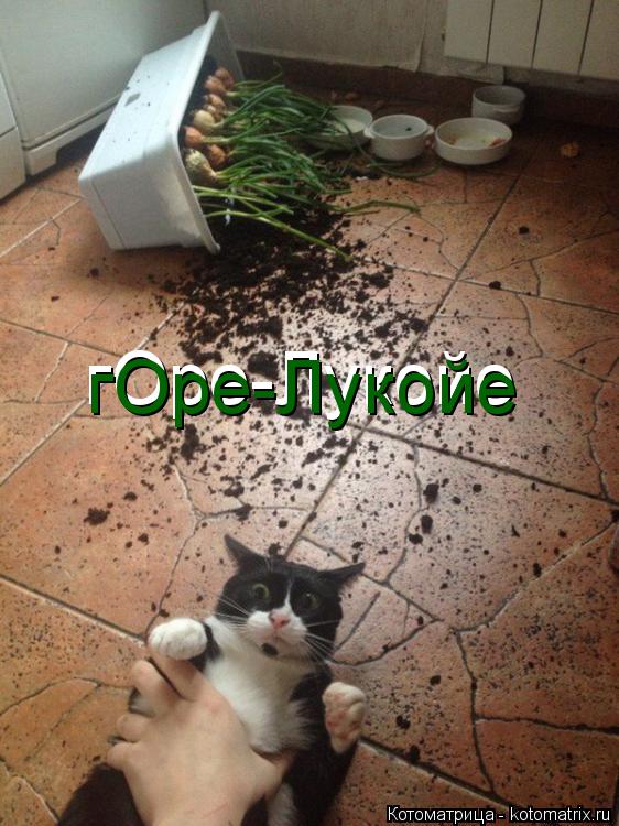гОре-Лукойе гОре-Лукойе... Котоматрица: гОре-Лукойе гОре-Лукойе