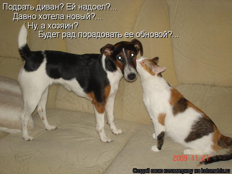 Подрать диван? Ей надоел?... Давно хотела новый?... Ну, а хозяин? Будет рад порадовать ее обновой?...... Котоматрица: Подрать диван? Ей надоел?... Давно хотела новый?... Ну, а хозяин? Будет рад порадовать ее обновой?...