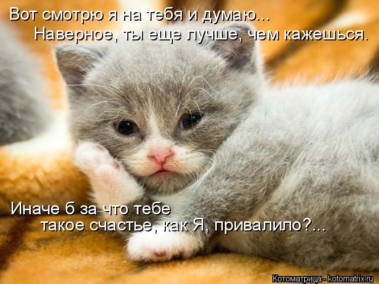 Вот смотрю я на тебя и думаю... Наверное, ты еще лучше, чем кажешься. Иначе б за что тебе такое счас... Котоматрица: Вот смотрю я на тебя и думаю... Наверное, ты еще лучше, чем кажешься. Иначе б за что тебе такое счастье, как Я, привалило?...