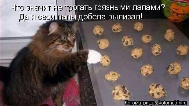 Что значит не трогать грязными лапами? Да я свои лапы добела вылизал!... Котоматрица: Что значит не трогать грязными лапами? Да я свои лапы добела вылизал!