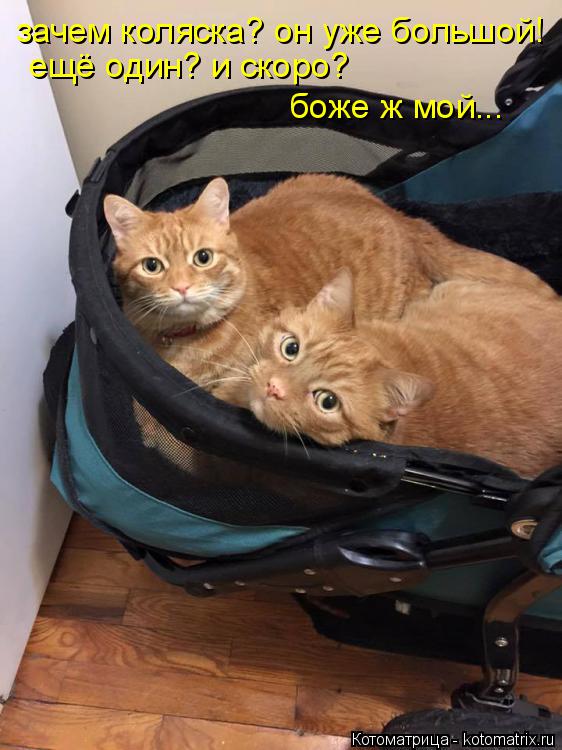 зачем коляска? он уже большой! ещё один? и скоро? боже ж мой...... Котоматрица: зачем коляска? он уже большой! ещё один? и скоро? боже ж мой...