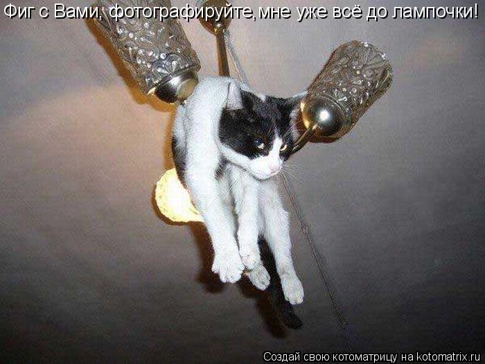 Фиг с Вами, фотографируйте, мне уже всё до лампочки!... Котоматрица: Фиг с Вами, фотографируйте, мне уже всё до лампочки!