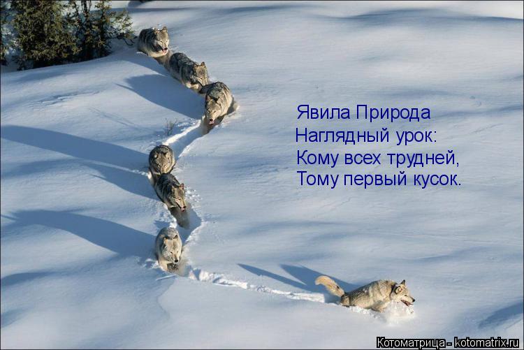Явила Природа Наглядный урок: Кому всех трудней, Тому первый кусок.... Котоматрица: Явила Природа Наглядный урок: Кому всех трудней, Тому первый кусок.