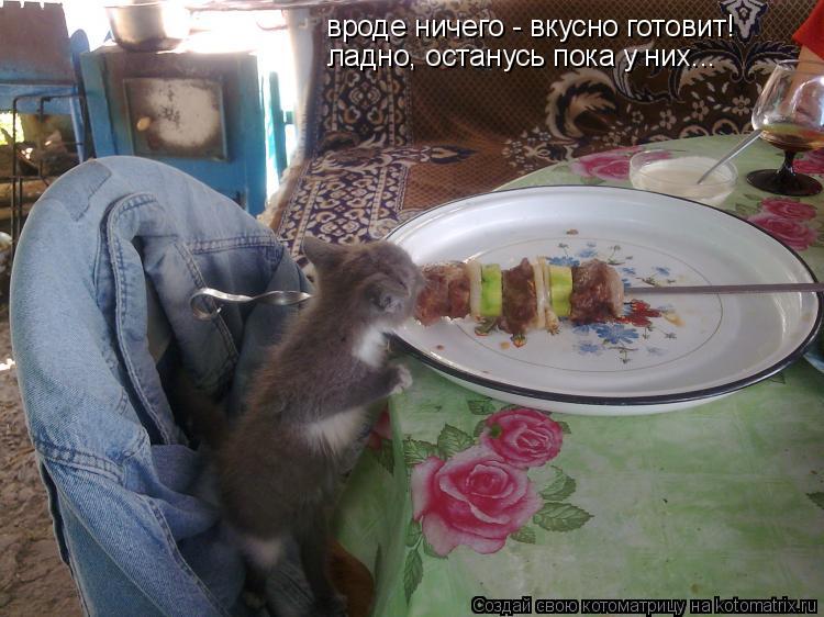 вроде ничего - вкусно готовит! ладно, останусь пока у них...... Котоматрица: вроде ничего - вкусно готовит! ладно, останусь пока у них...