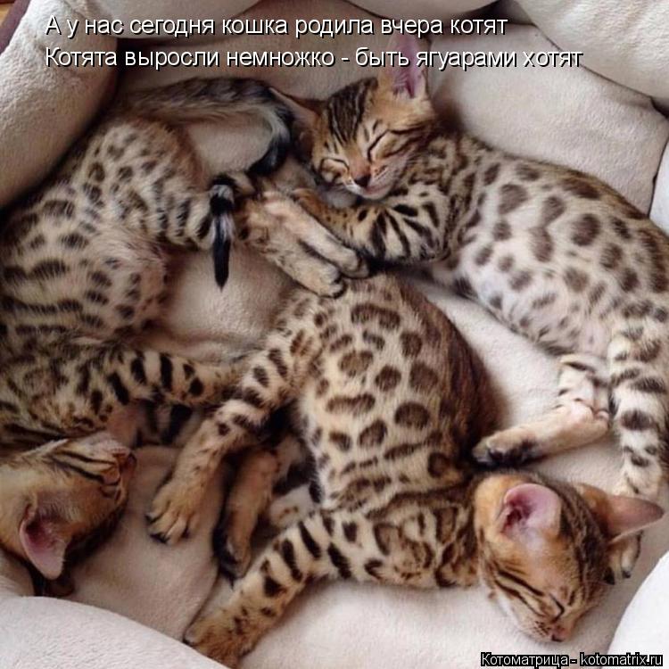 А у нас сегодня кошка родила вчера котят Котята выросли немножко - быть ягуарами хотят... Котоматрица: А у нас сегодня кошка родила вчера котят Котята выросли немножко - быть ягуарами хотят