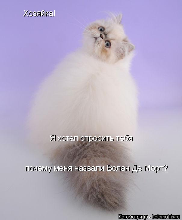 Хозяйка! Я хотел спросить тебя почему меня назвали Волан Де Морт?... Котоматрица: Хозяйка! Я хотел спросить тебя почему меня назвали Волан Де Морт?