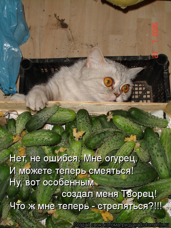 Нет, не ошибся. Мне огурец. И можете теперь смеяться! Ну, вот особенным создал меня Творец! Что ж мн... Котоматрица: Нет, не ошибся. Мне огурец. И можете теперь смеяться! Ну, вот особенным создал меня Творец! Что ж мне теперь - стреляться?!!!