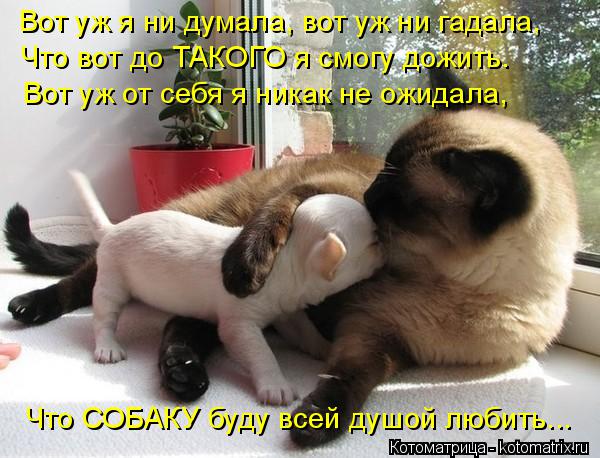Что СОБАКУ буду всей душой любить... Вот уж я ни думала, вот уж ни гадала, Что вот до ТАКОГО я смогу ... Котоматрица: Что СОБАКУ буду всей душой любить... Вот уж я ни думала, вот уж ни гадала, Что вот до ТАКОГО я смогу дожить. Вот уж от себя я никак не ожидала,