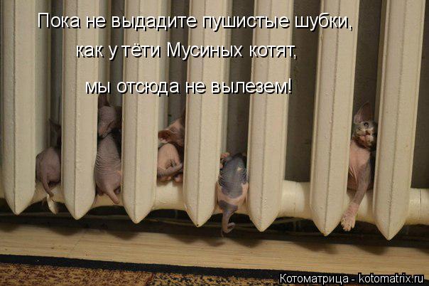 Котоматрица: Пока не выдадите пушистые шубки,  как у тёти Мусиных котят,   мы отсюда не вылезем!