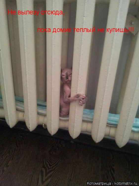 Не вылезу отсюда, пока домик теплый не купишь!!! Не вылезу отсюда, пока домик теплый не купишь!!!... Котоматрица: Не вылезу отсюда, пока домик теплый не купишь!!! Не вылезу отсюда, пока домик теплый не купишь!!!