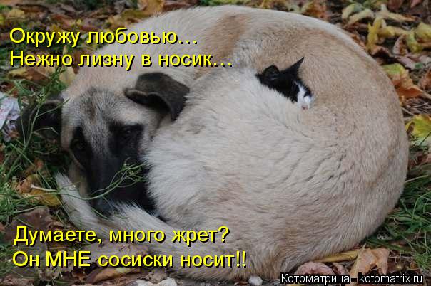Окружу любовью… Нежно лизну в носик… Думаете, много жрет? Он МНЕ сосиски носит!!... Котоматрица: Окружу любовью… Нежно лизну в носик… Думаете, много жрет? Он МНЕ сосиски носит!!