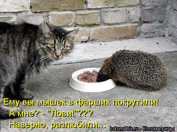 Ему вы мышек в фаршик покрутили! А мне? - "Лови!"??? Наверно, разлюбили...... Котоматрица: Ему вы мышек в фаршик покрутили! А мне? - "Лови!"??? Наверно, разлюбили...