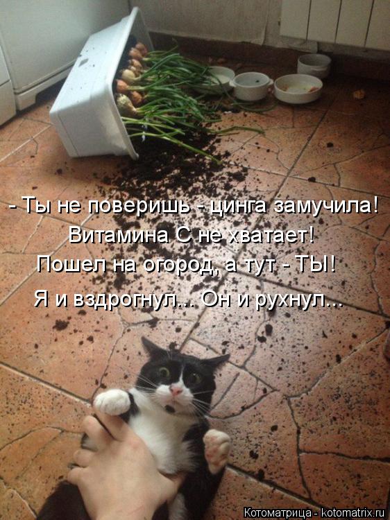 - Ты не поверишь - цинга замучила! Витамина С не хватает! Пошел на огород, а тут - ТЫ! Я и вздрогнул.... Котоматрица: - Ты не поверишь - цинга замучила! Витамина С не хватает! Пошел на огород, а тут - ТЫ! Я и вздрогнул... Он и рухнул...